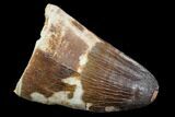Fossil Mosasaur (Prognathodon currii) Tooth - Morocco #107726-1